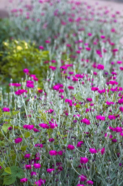 Muitas Flores Silvestres Verão Roxas Com Folhas Verdes — Fotografia de Stock