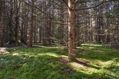 Pennsylvania'da bir iğne yapraklı orman yosunlu zeminine parlayan güneş ışığı.