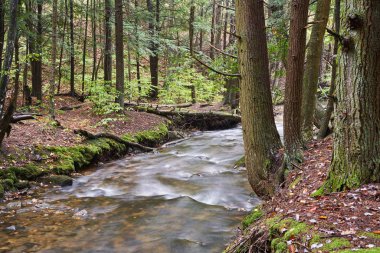 Pennsylvania'da bir iğne yapraklı orman üzerinden akan bir dere. Yaprak dökmeyen ağaçlar yerdeki moss ile banka, satır.