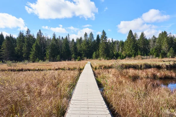 Yüzen tahta yol üzerinde kunduz Meadows Allegheny National Forest adlı bir bataklık. Çam ve yaprak dökmeyen ağaçları ile iğne yapraklı orman otlak olduğunu.