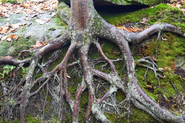 Kořeny Stromů Břízy Rostoucí Skále Podzimním Listím Mech Roste Povrchu — Stock fotografie