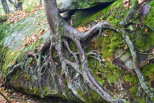 Raíces Abedul Que Crecen Superficie Roca Con Hojas Otoño Moss —  Fotos de Stock