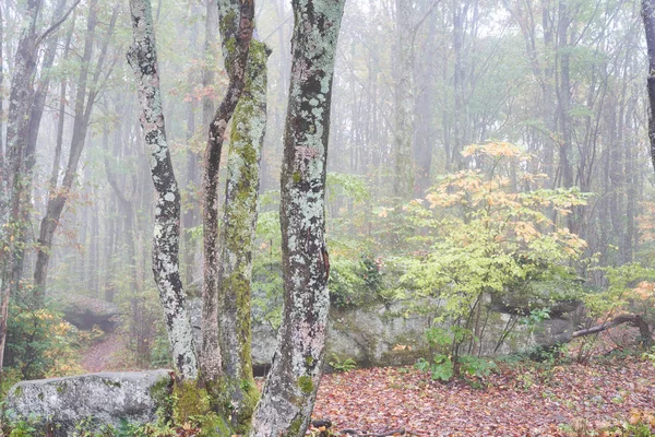 Árboles Otoño Día Nublado Pensilvania Rocas Rocosas Extienden Por Paisaje —  Fotos de Stock