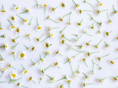 çiçek arka plan beyaz papatya ile