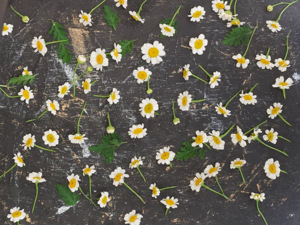 Blomster Baggrund Med Hvide Tusindfryd - Stock-foto