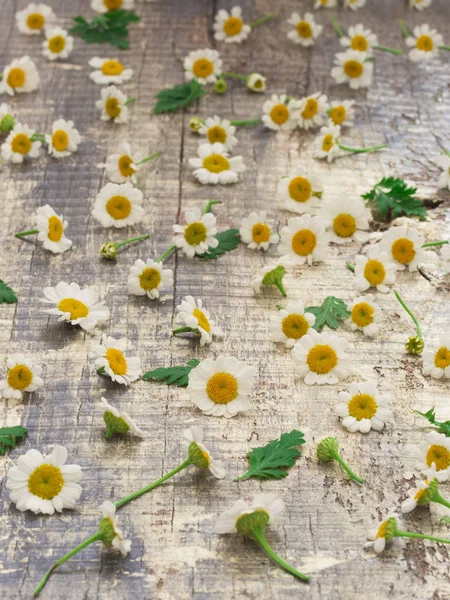 Цветочный Фон Белыми Маргаритками — стоковое фото