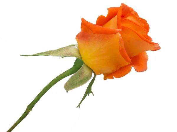 Nádherná Růže Izolovaných Bílém Pozadí — Stock fotografie