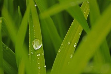 yağmur yakın çekim sonra çim üzerinde parlak damla