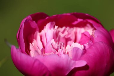 çiçek açan pembe şakayık yakın çekim