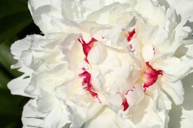 kırmızı ve beyaz yaprakları ile beyaz şakayık