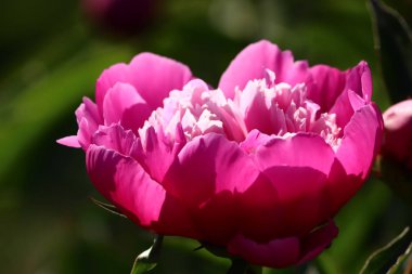 güzel pembe şakayık yakın çekim