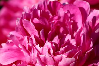 pembe şakayık yaprakları yakın çekim