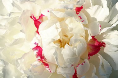 kırmızı yaprakları ile beyaz şakayık