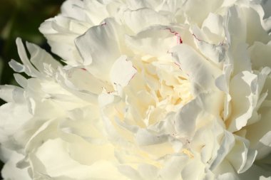 güzel beyaz şakayık yakın