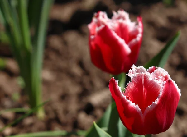 Belles Tulipes Rouge Vif Avec Frange — Photo
