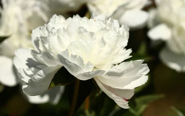 Belles Pivoines Blanches Proches — Photo