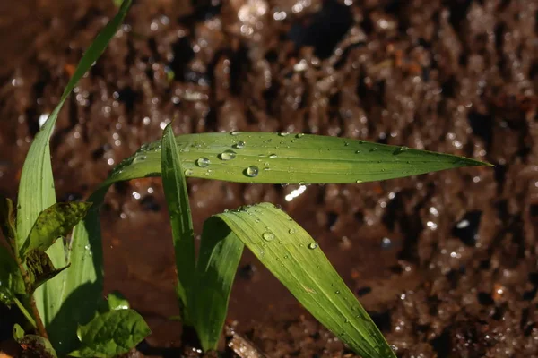 drops on grass and wet ground