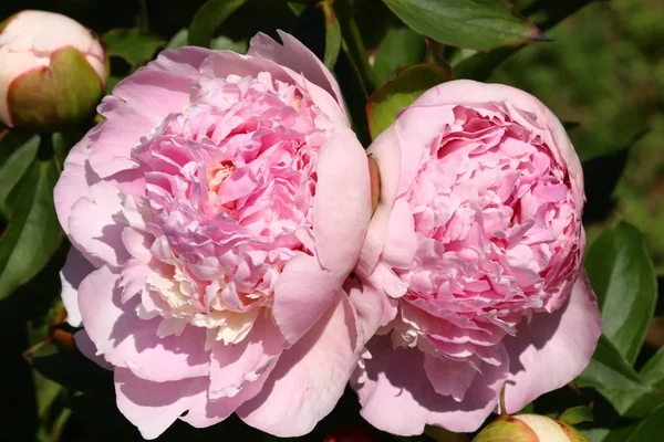 Bourgeon Une Pivoine Rose — Photo