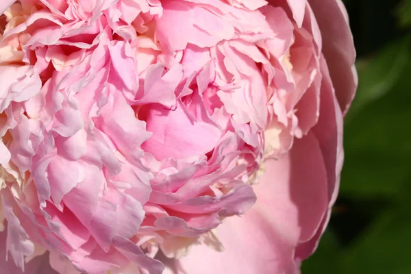 Bourgeon Une Pivoine Rose — Photo