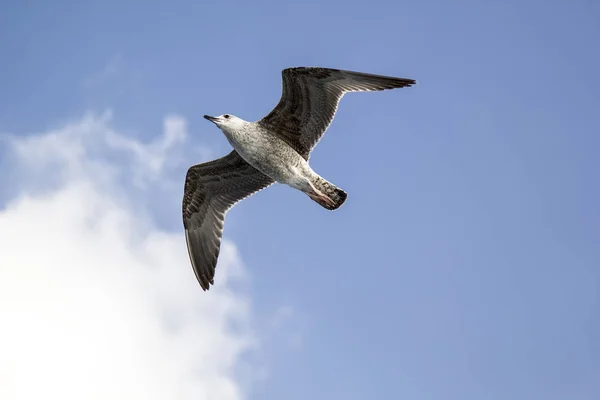 Seagull Blue Sky Clouds — Stock Photo, Image