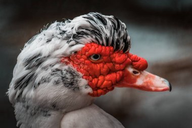 Güzel kırmızı başlı Misk ördeği (Cairina m), büyük bir kızgın kuş Meksika, orta ve Güney Amerika. Göz yakın kadar canlı renkler, kentsel yaban hayatı. Siyah ve beyaz kret. 