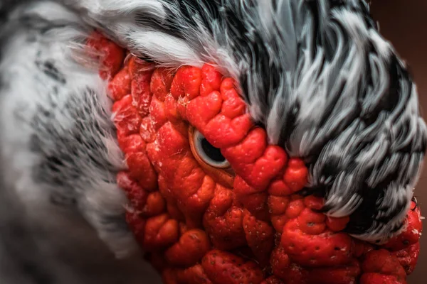 美しい赤に向かったマスコビー鴨 Cairina モスカタ 大規模な怒っている鳥のメキシコ 中央および南アメリカへのネイティブです 活気に満ちた色 野生動物が都市を目を閉じる 黒と白の紋 — ストック写真