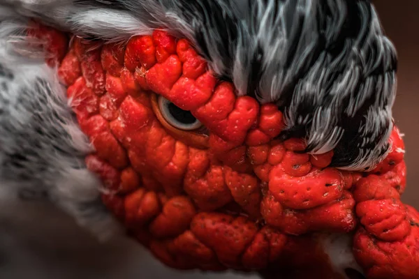 Beautiful Red Headed Muscovy duck (Cairina moschata), a large angry bird native to Mexico, Central, and South America. Eye close up, vibrant colors, urban wildlife. Black and white crest.