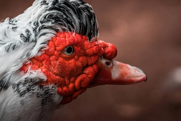 Beautiful Red Headed Muscovy duck (Cairina moschata), a large angry bird native to Mexico, Central, and South America. Eye close up, vibrant colors, urban wildlife. Black and white crest.
