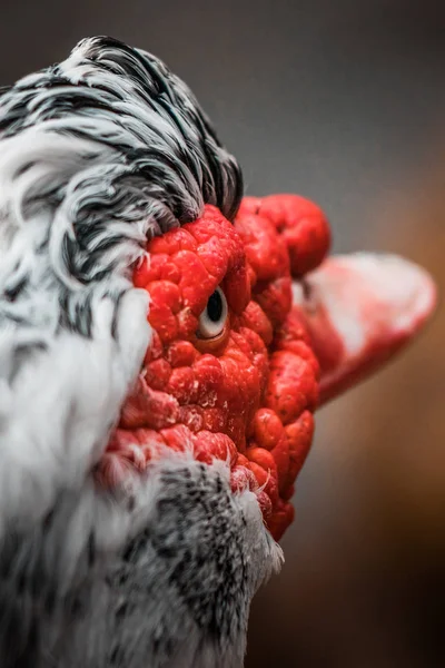 Beautiful Red Headed Muscovy duck (Cairina moschata), a large angry bird native to Mexico, Central, and South America. Eye close up, vibrant colors, urban wildlife. Black and white crest.