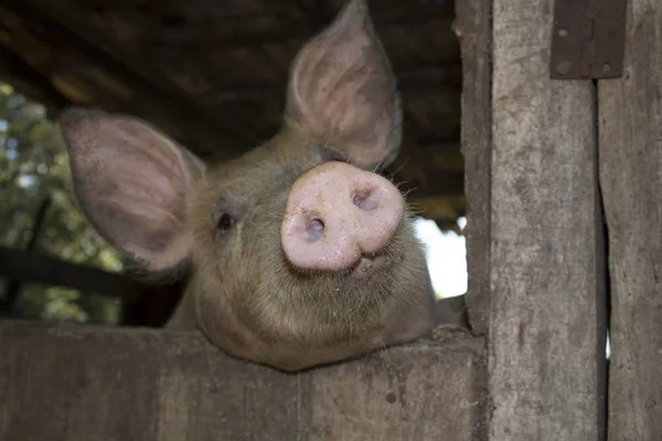 A dirty pig face inside a barn