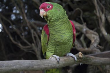 Yeşil ve kırmızı papağan, Papagaio Charo Brezilya olarak bilinen.
