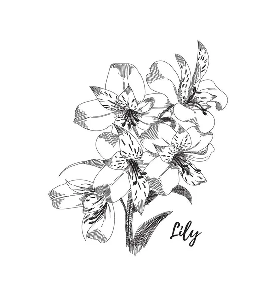 Lily Flower Ritning Svart Och Vit Linje Konst Vektorillustration Hand — Stock vektor