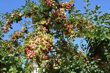 Kırmızı elma elma ağacı dalı, Bahçe, hasat. Sonbahar zaman sezon