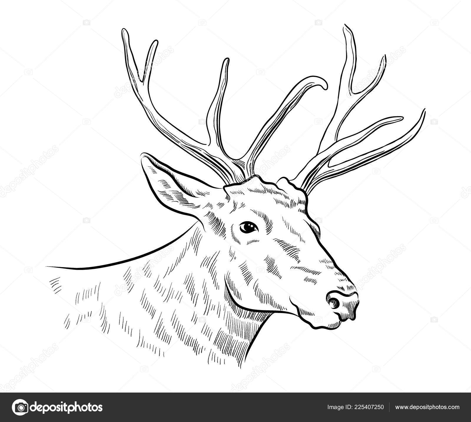 Tegningen til hjortedådyr - vektorgrafikk - monokrom, svart-hvitt  stockvektor © illustraterita #225407250, image size:1600x1433