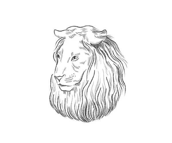 Лев пишається, обличчям у профілі, дивиться на відстань, ескіз, вектор, чорно-білий малюнок — стоковий вектор