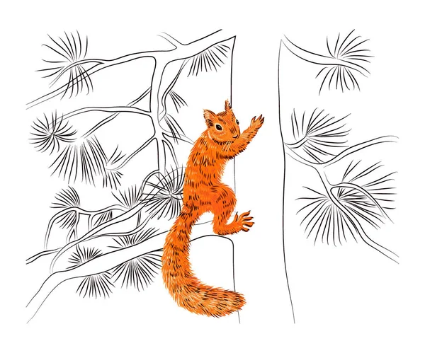 Ardilla dibujada a mano en el pino. Retro realista animal Vector sketch. Animales del bosque de vida silvestre Navidad — Vector de stock