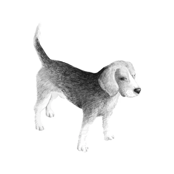 Kleine Hondenras Beagle Sketch Vector Graphics Zwart Witte Tekening Hand — Stockvector