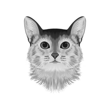 Habeş kedisi baş avatar, siyah ve beyaz kroki çizim, el çekilmiş resmi, tek renkli vektör çizim.