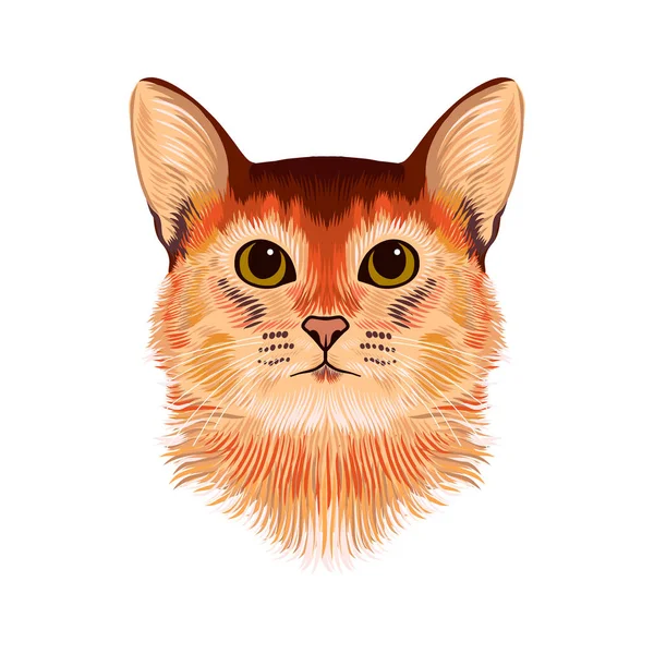 Vektor Illustratives Porträt Der Roten Und Braunen Katze Handgezeichnete Skizze — Stockvektor