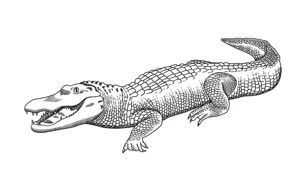 Gráficos a lápis desenhados à mão, crocodilo, jacaré, crocodilo. Gravura, estilo estêncil. Logotipo preto e branco, sinal, emblema, símbolo. Selo, selo. Ilustração simples. Esboço . —  Vetores de Stock