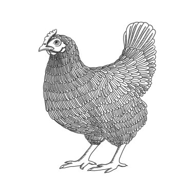 El çizilmiş tavuk, tavuk ile vektör illüstrasyon. Kümes hayvanları, broiler, çiftlik hayvanları. Vintage siyah beyaz skeç