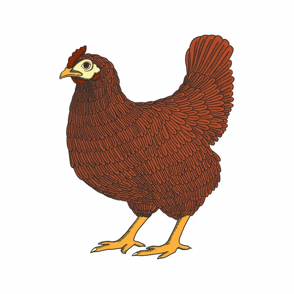 Απεικόνιση διανύσματος με κοτόπουλο με χέρι, κότα. Πουλερικά, κρεοτροφείο, ζώα φάρμας. Vintage πολύχρωμα πουλί σκίτσο — Διανυσματικό Αρχείο