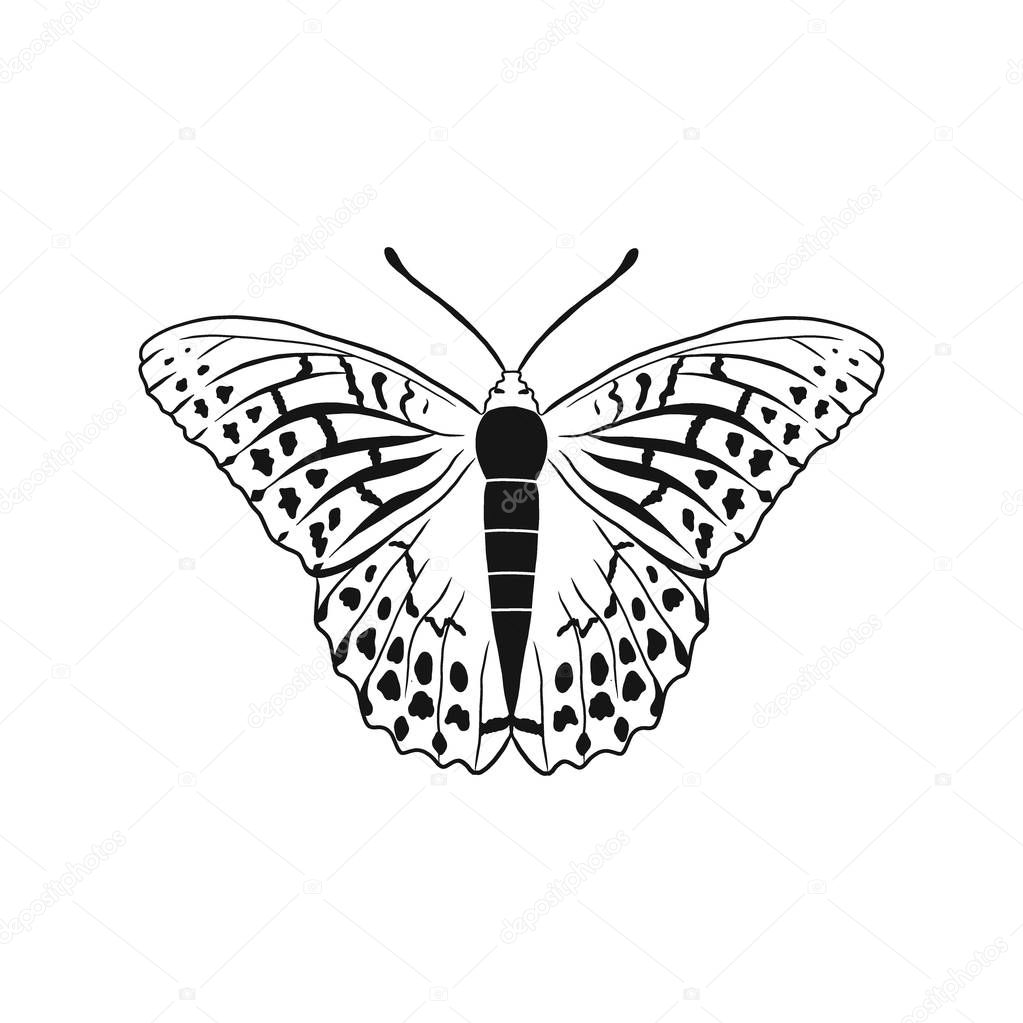 Argynnis paphia, also called Silver-washed Fritillary or Kaisermantel is a common butterfly from Palaearctic ecozone Europe. Vector illustration of beautiful insect.