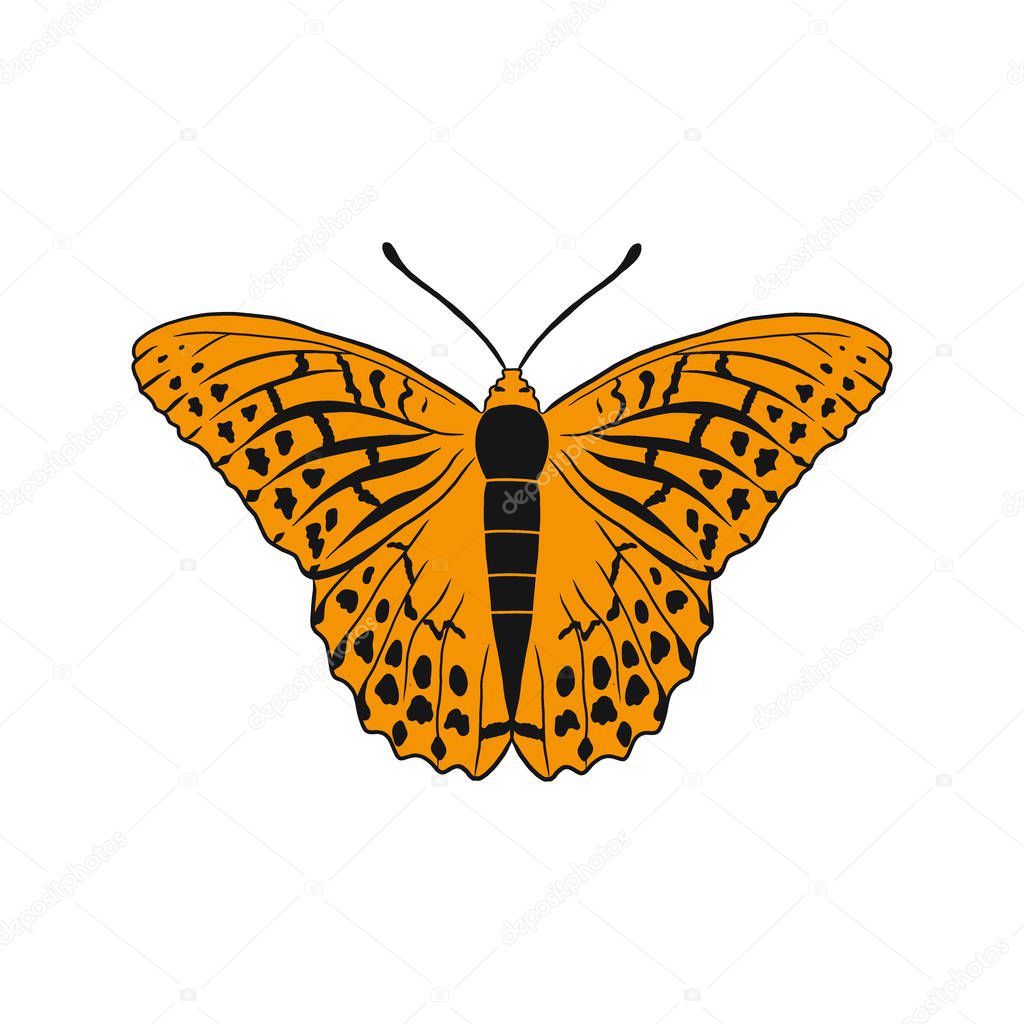 Argynnis paphia, also called Silver-washed Fritillary or Kaisermantel is a common butterfly from Palaearctic ecozone Europe. Vector illustration of beautiful insect