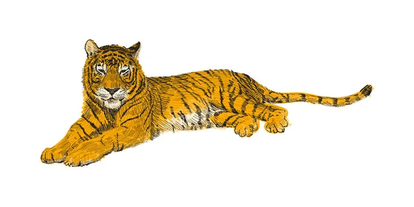 O tigre mente, esboçar gráficos vetoriais desenho colorido. ilustração doodle vida selvagem Africano. Retrato de um tigre — Vetor de Stock