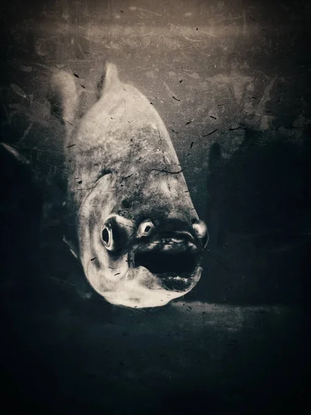 Poisson piranha gros plan, noir et blanc. Fond de nature effrayant . — Photo