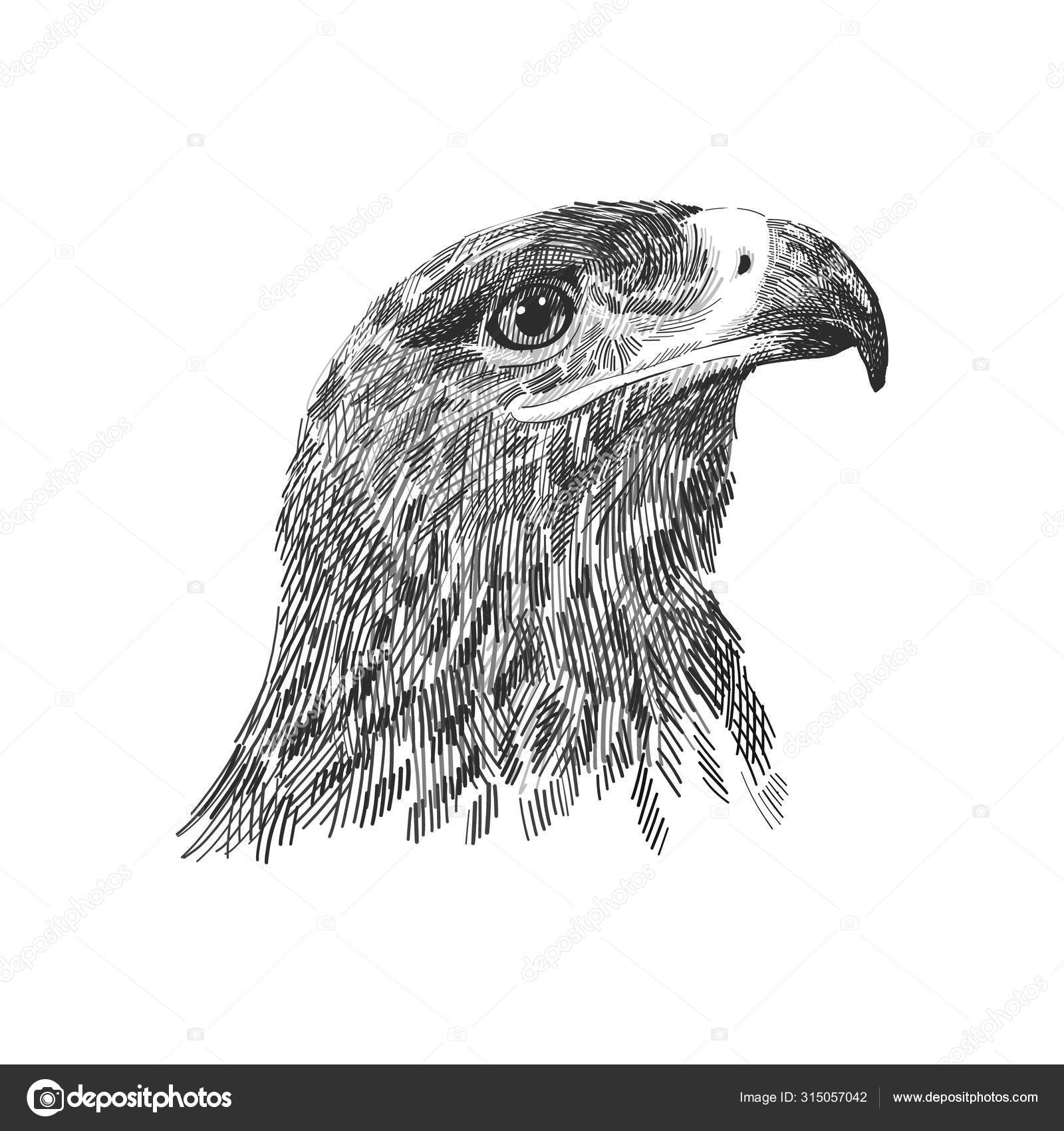 Portfolio Illustraterita Stock Photos Illustrations And