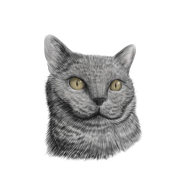 Kedi ırkı İngiliz Shorthair yüzü, çizim vektörü renkli. El yapımı evcil hayvan, hayvan portresi. Vektör illüstrasyonu.