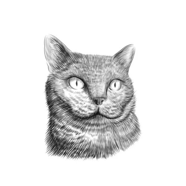 Gato Crianza Británico Taquigrafía Cara Bosquejo Vector Blanco Negro Dibujo — Vector de stock