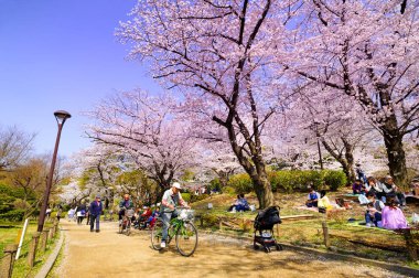 Tokyo Japonya - 28 Mart 2018: Sumida park, kiraz çiçeği tanımlanamayan turist ziyaret edin. Bu olay yalnızca bir kez yıl. Japon ve yabancılar için cazip, faaliyet aileyiz